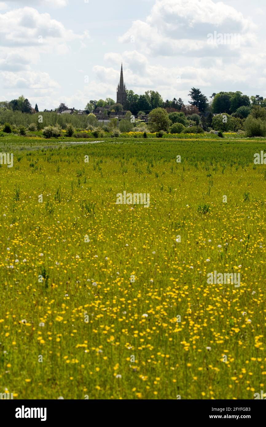 A watermeadow with buttercups flowering, by the River Cherwell, near King`s Sutton, Northamptonshire, England, UK Stock Photo